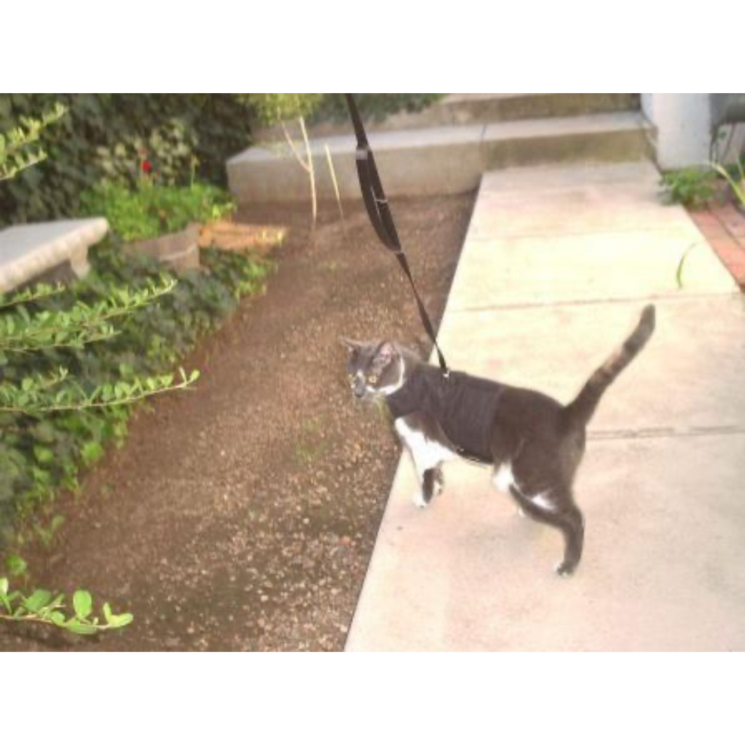 Kitty Holster Cat Harness & Lupine Leash Bundle