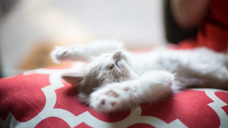 What is Catification?