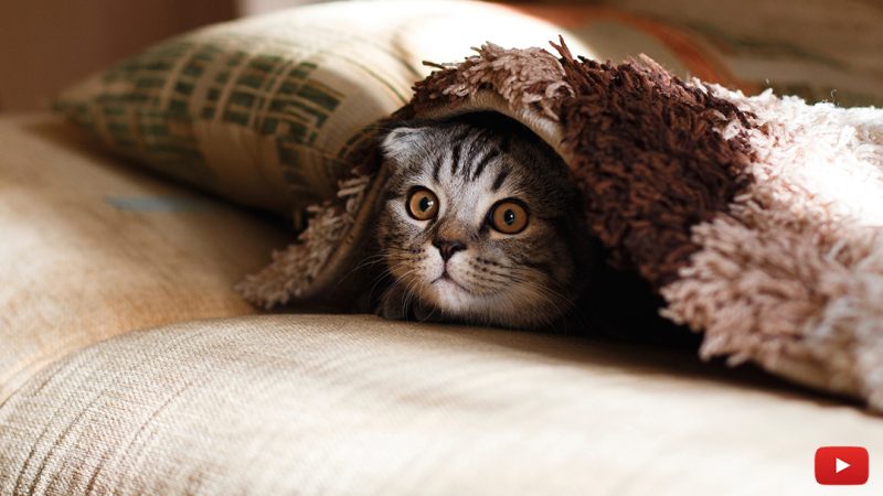 Which Personality Describes Your Cat?