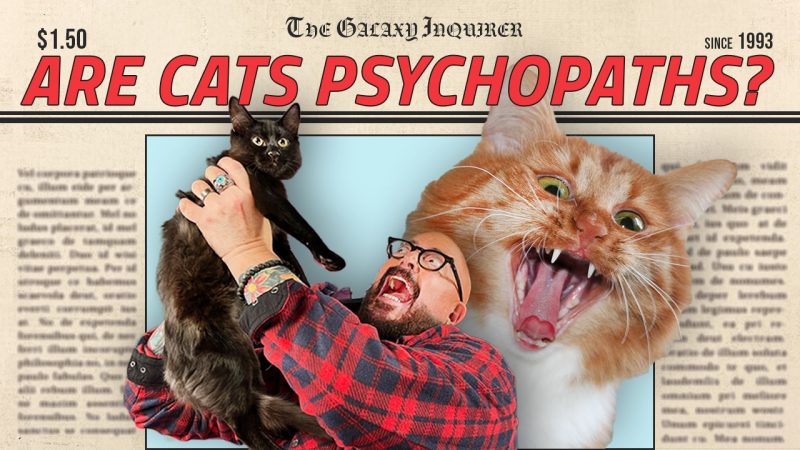 Are Cats Psychopaths?