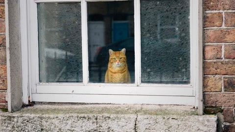 Keeping Cats Indoors