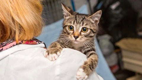 Vet Trips // #TeamCatMojo Tips