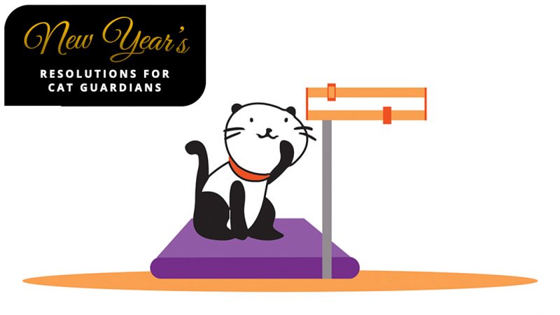 Resolutions for a Healthy Cat: Bio Appropriate Diet