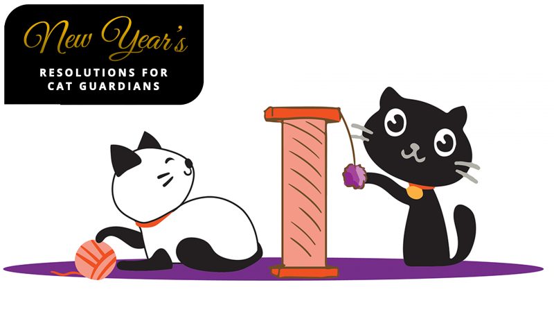 Resolutions for a Healthy Cat: Play Therapy