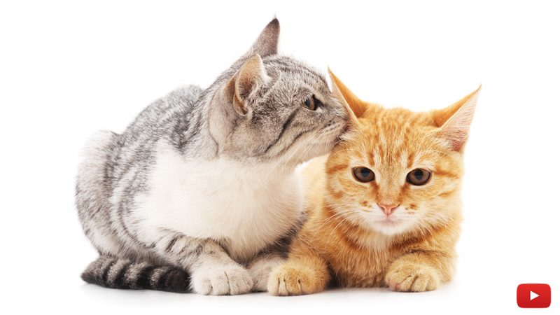Do You Understand How Your Cat says “I Love You”?