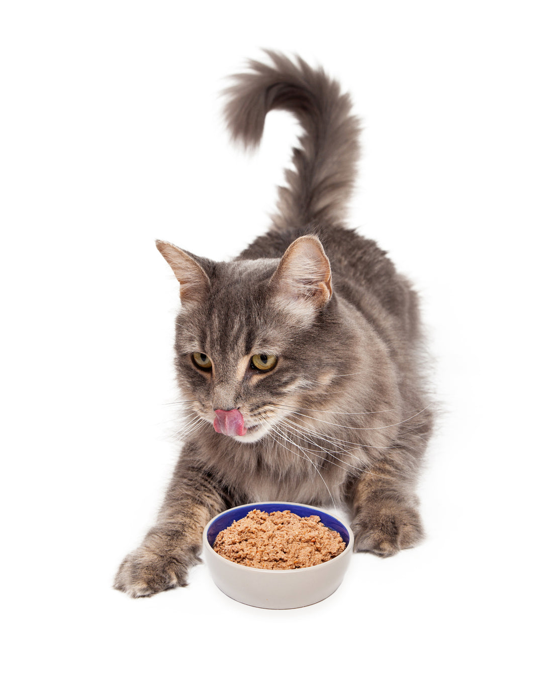 Food // #TeamCatMojo Tips