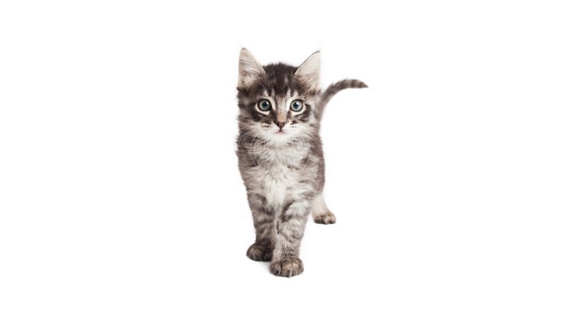 Wagging Tail // #TeamCatMojo Tips