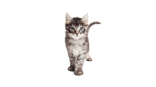 Wagging Tail // #TeamCatMojo Tips