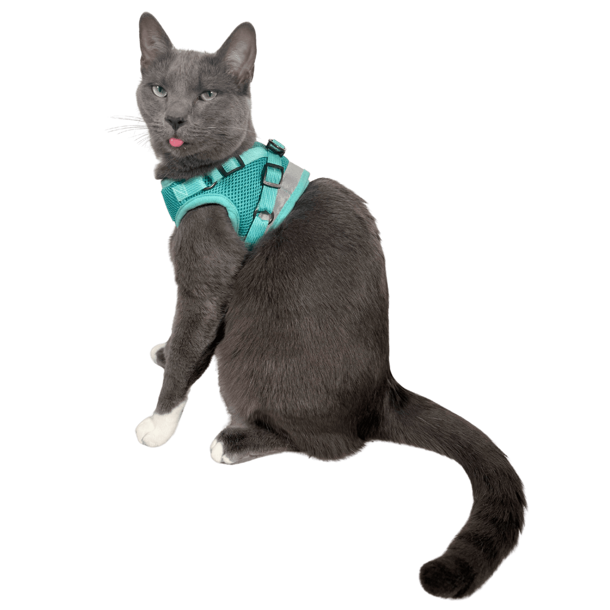 The Jackson Galaxy x Travel Cat Harness & Leash Set