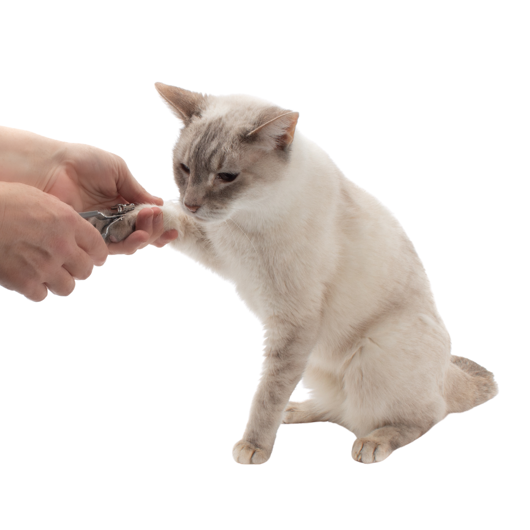 Gentle Grooming Cat Nail Clippers by Jackson Galaxy