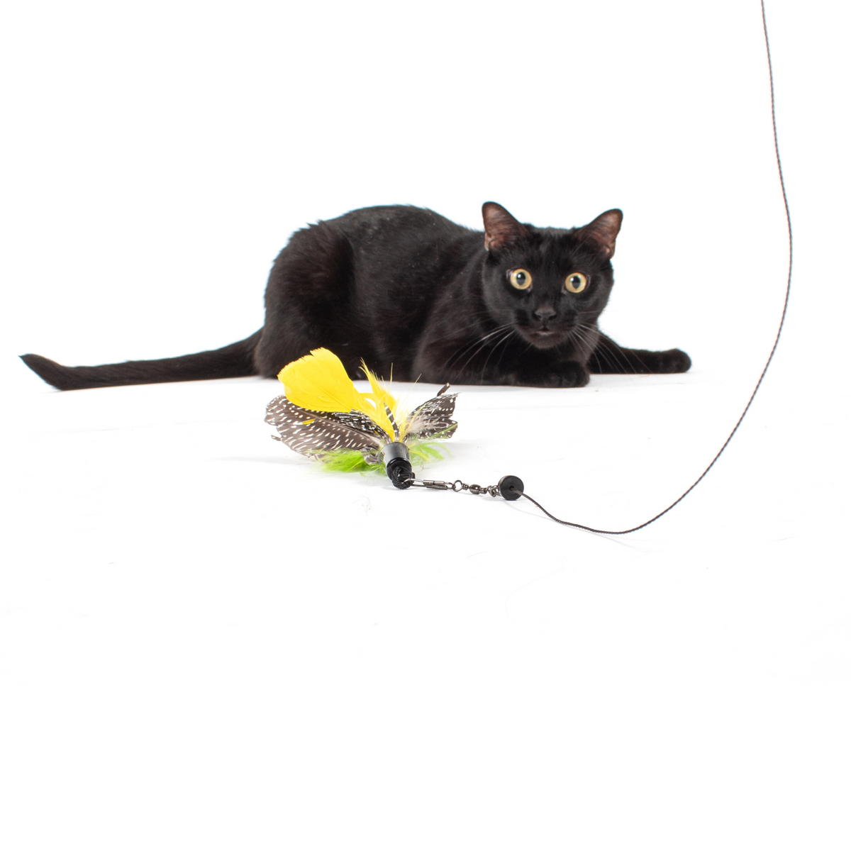 El paquete Wallflower (¡para gatos tímidos!)