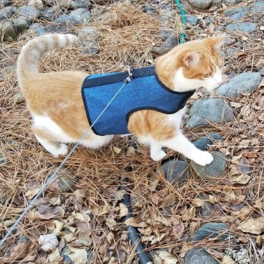 Arnés Z-Kitty Holster para gatos