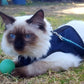 Arnés Z-Kitty Holster para gatos