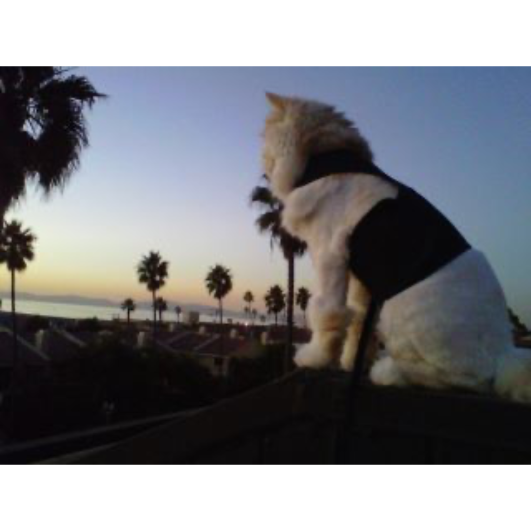 Arnés Z-Kitty Holster para gatos